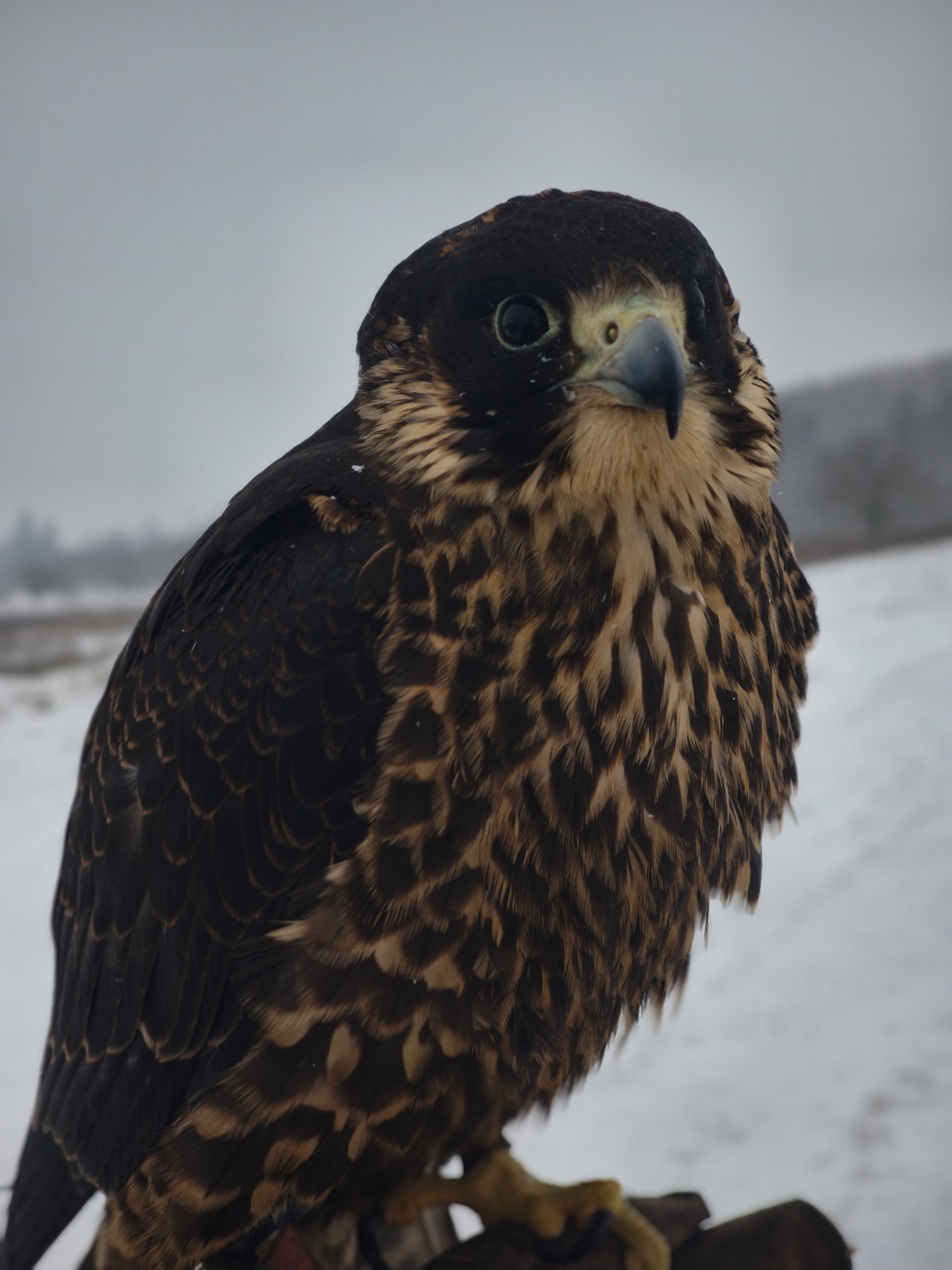 Vaksi - Vándorsólyom