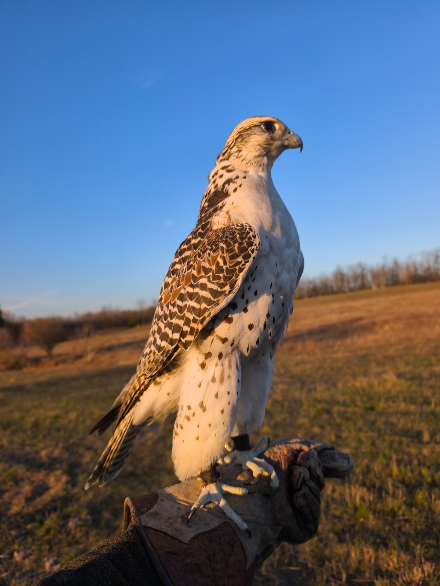 Anna - Vadászsólyom