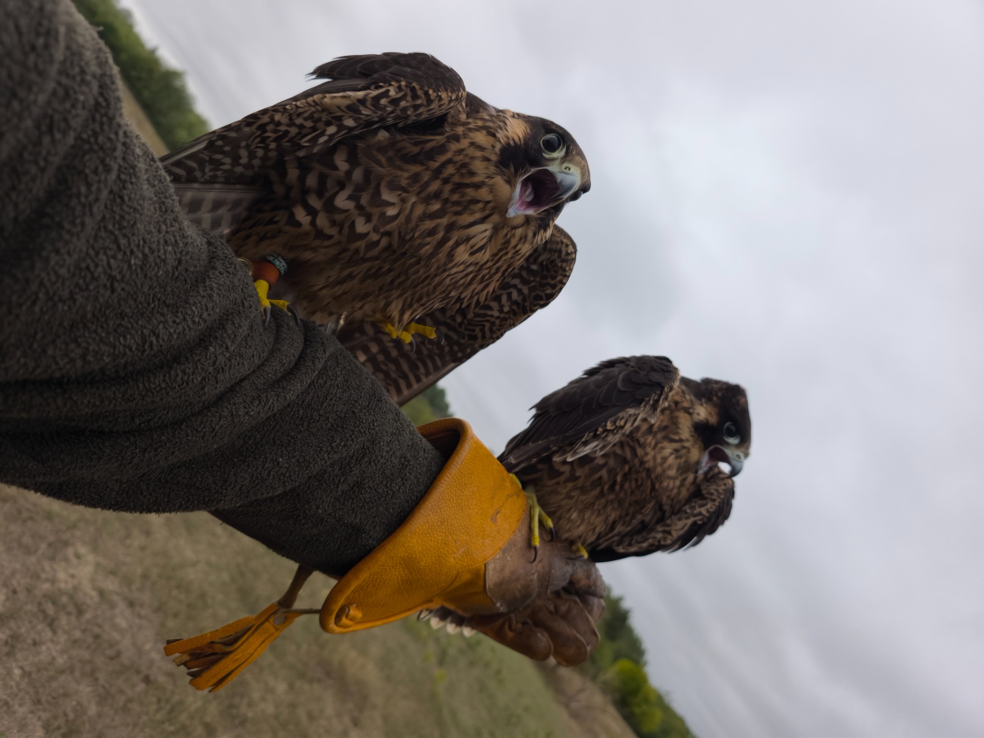 Mirázs & Forszázs - Vándorsólyom