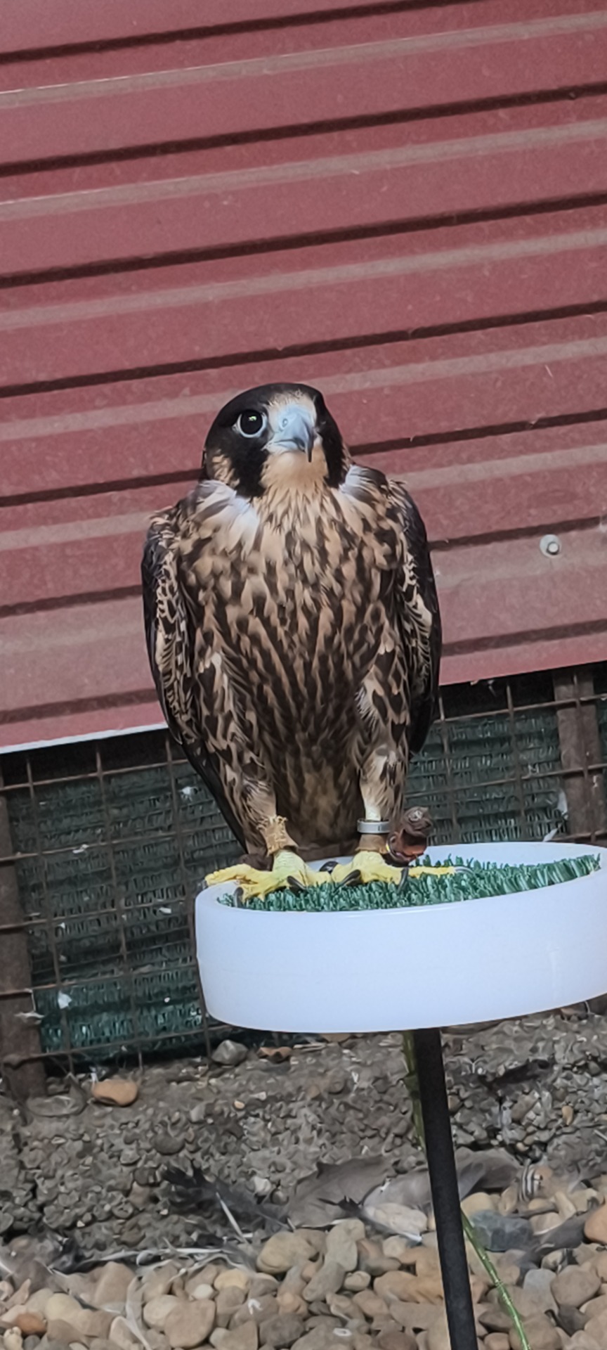 Újonc - Vándorsólyom 