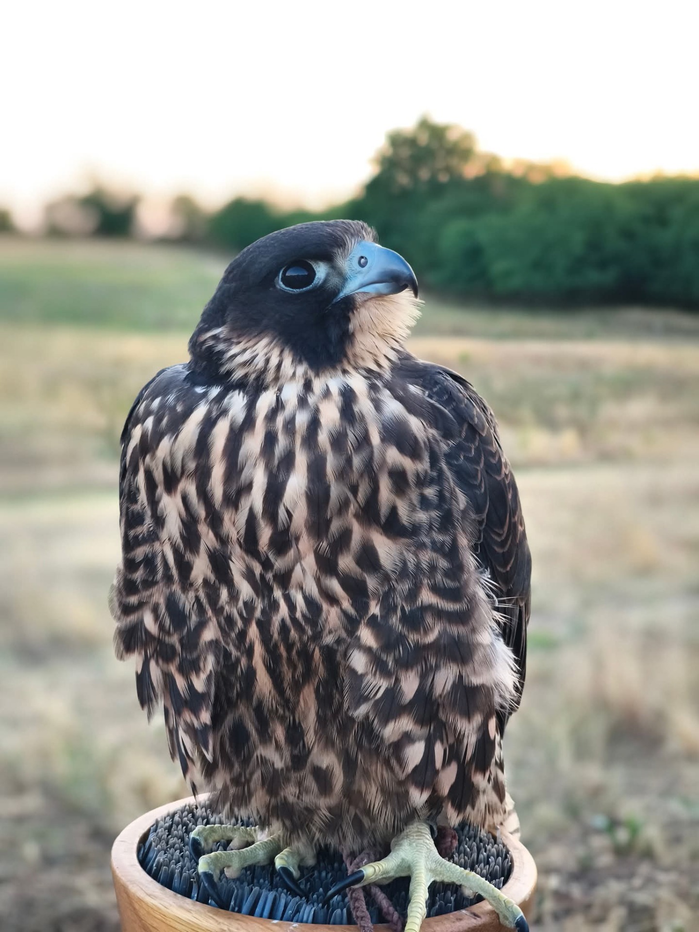 Rózsa - Vándorsólyom 