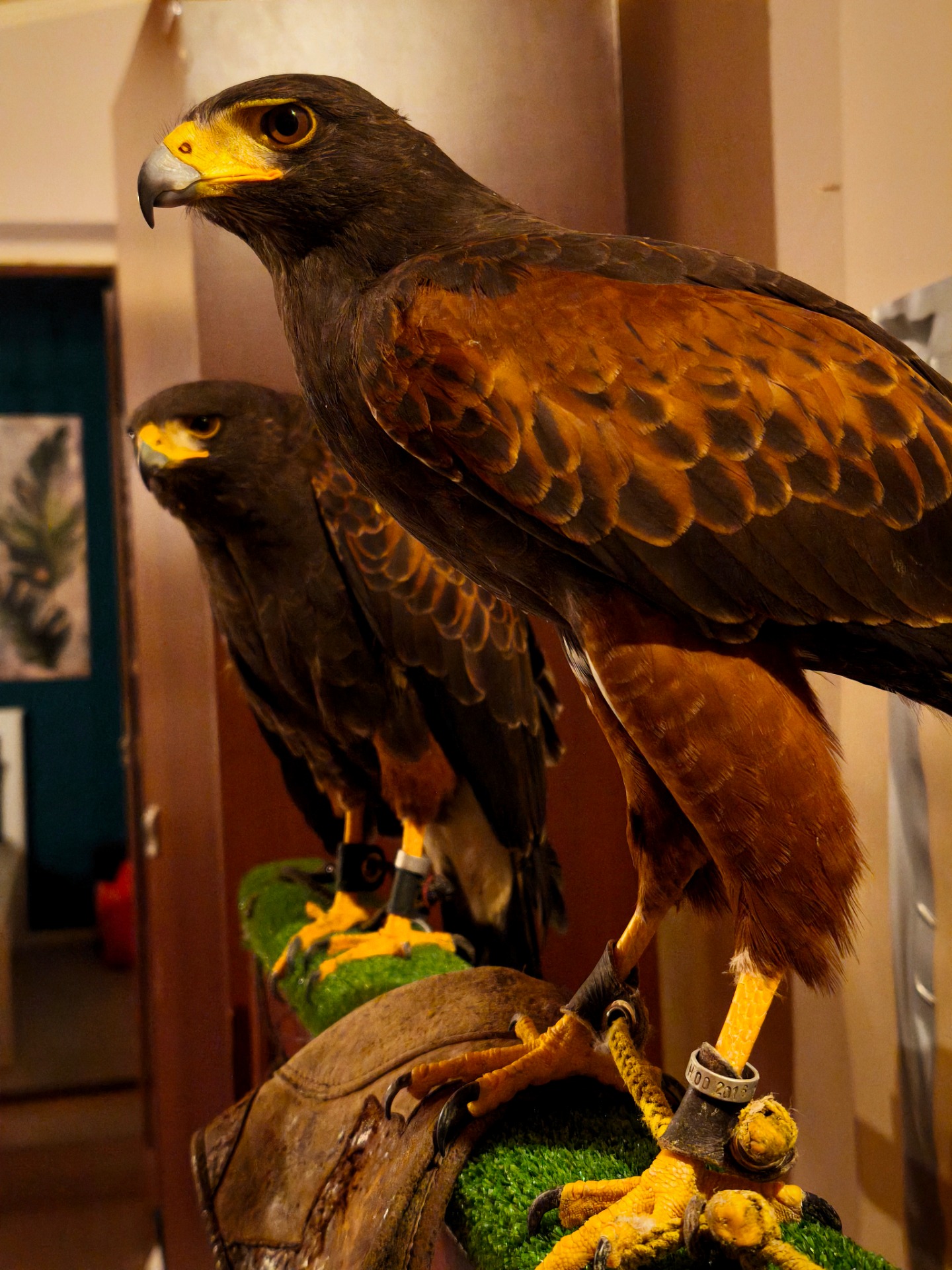 Berti & Iowa - Harris héja