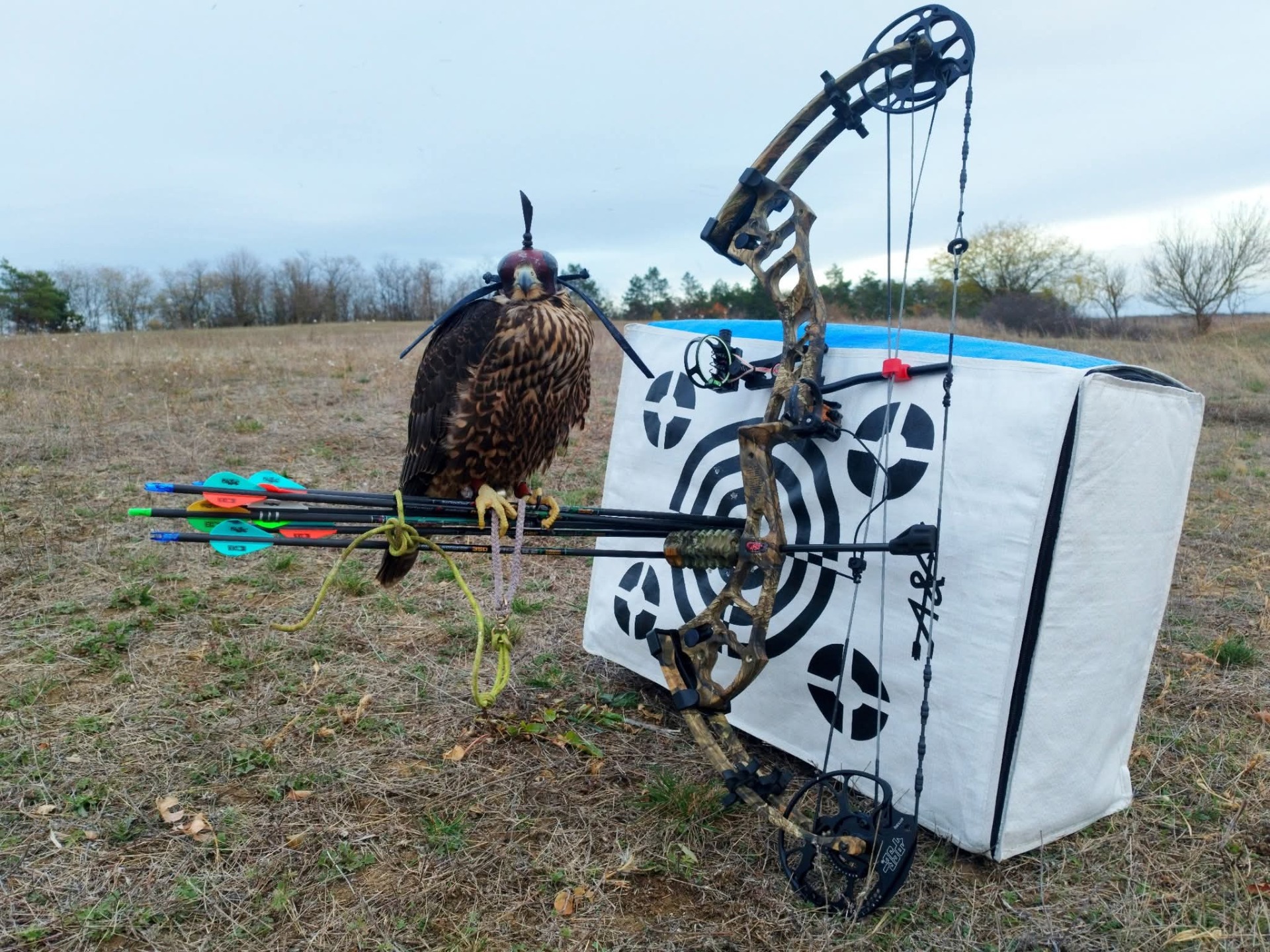 Solymászat & Vadászíjaszat 